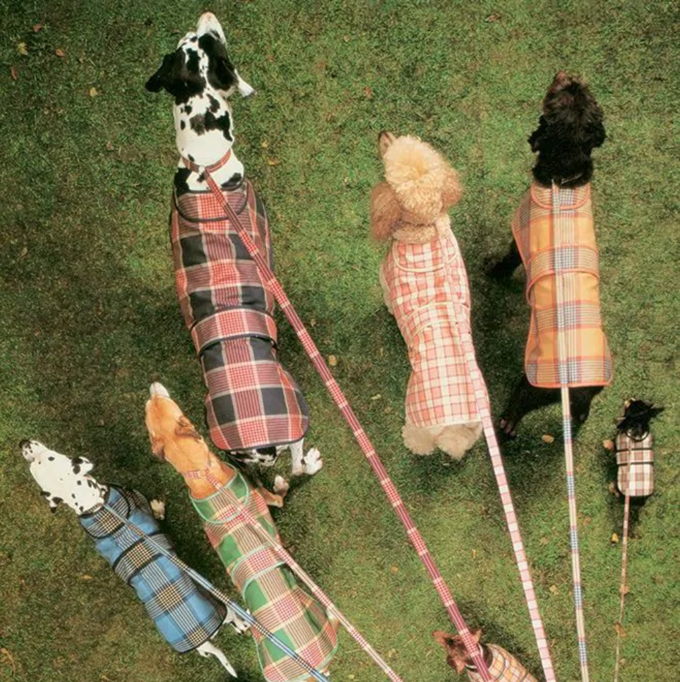 50 years of Osborne & Little: Wild Wallpaper and Benchmark Boldness