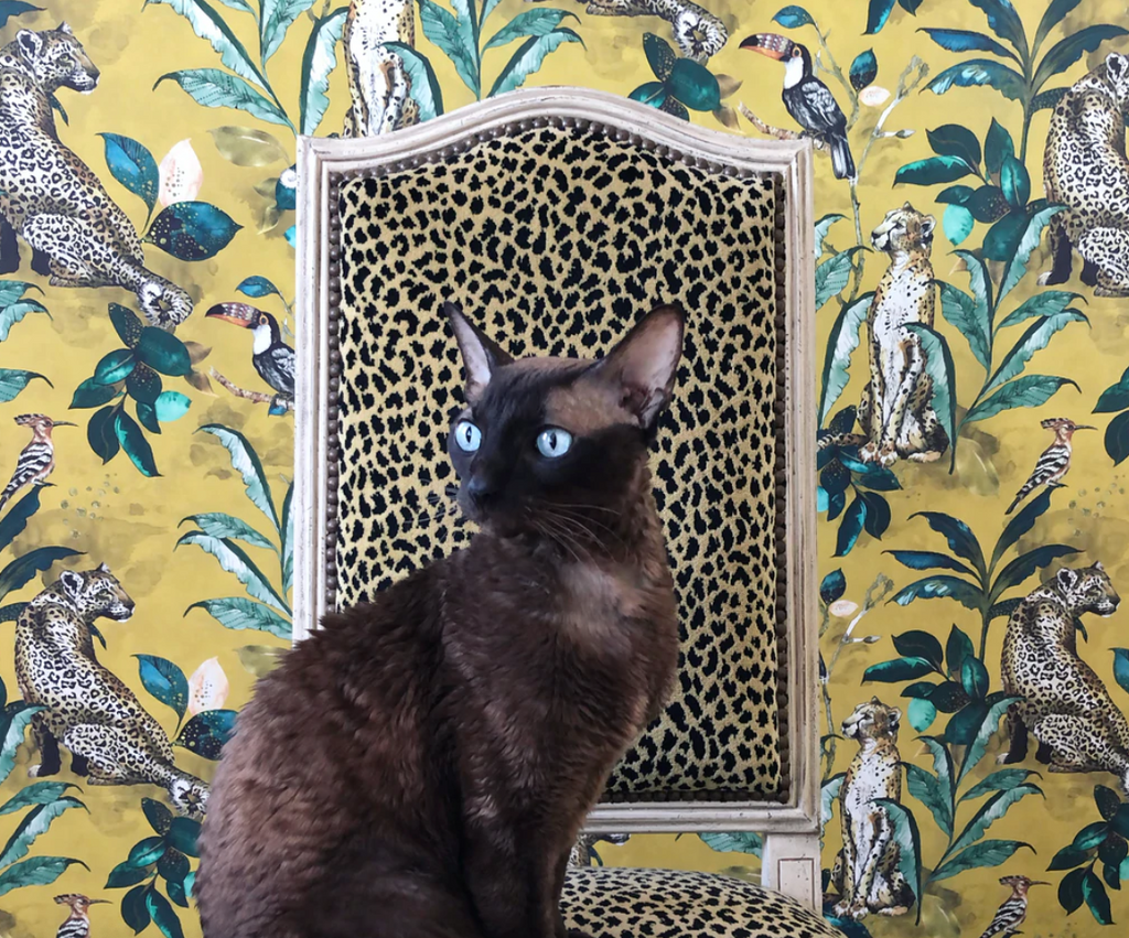 Best-Selling Cheetah Wallpaper by Laura Hyden 🐆