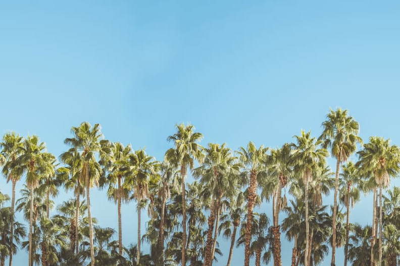 12 Scenic Wallcoverings That Bring the Outdoors In