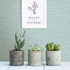 Agave Bliss, Teal