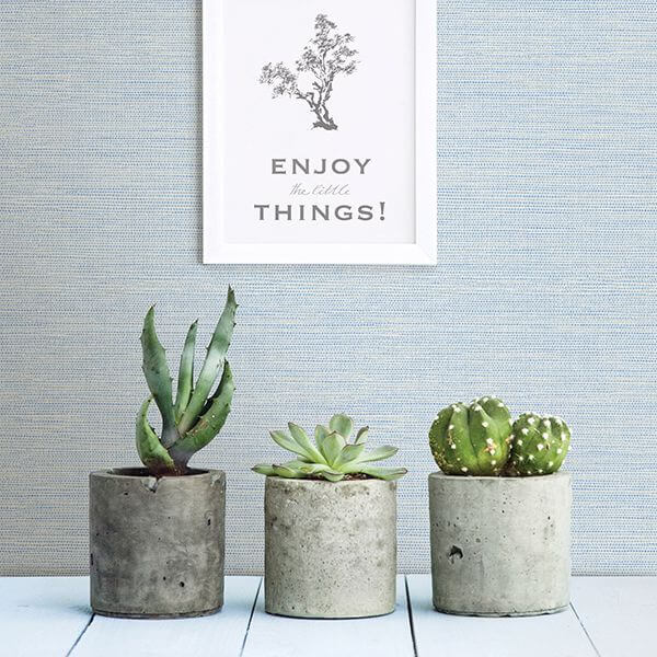 Agave Bliss, Sky Blue