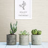Agave, Off White