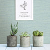 Agave, Mint