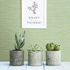 Agave, Green