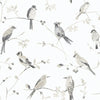 Chebacco, Grey
