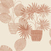 Aldabra, Taupe