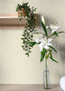 Agave, Cream