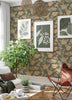 Cecilia, Black