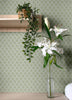 Agave, Cream