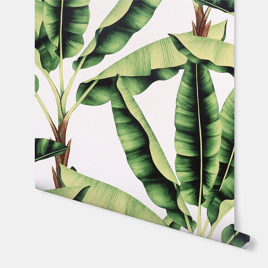 Musa, Green