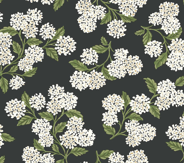 Hydrangea Black & White | Jeffrey Stevens