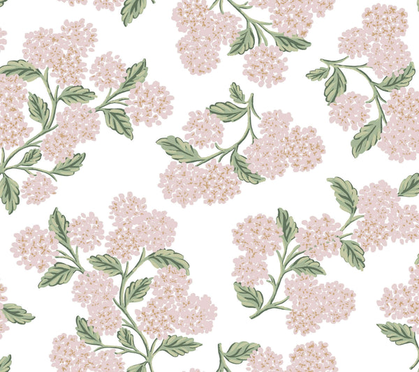 Hydrangea Pink & White | Jeffrey Stevens