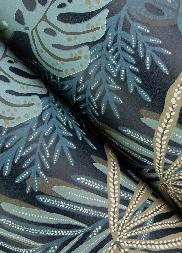 Alocasia, Blue