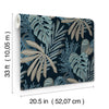 Alocasia, Blue