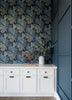 Alocasia, Blue