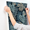 Alocasia, Blue