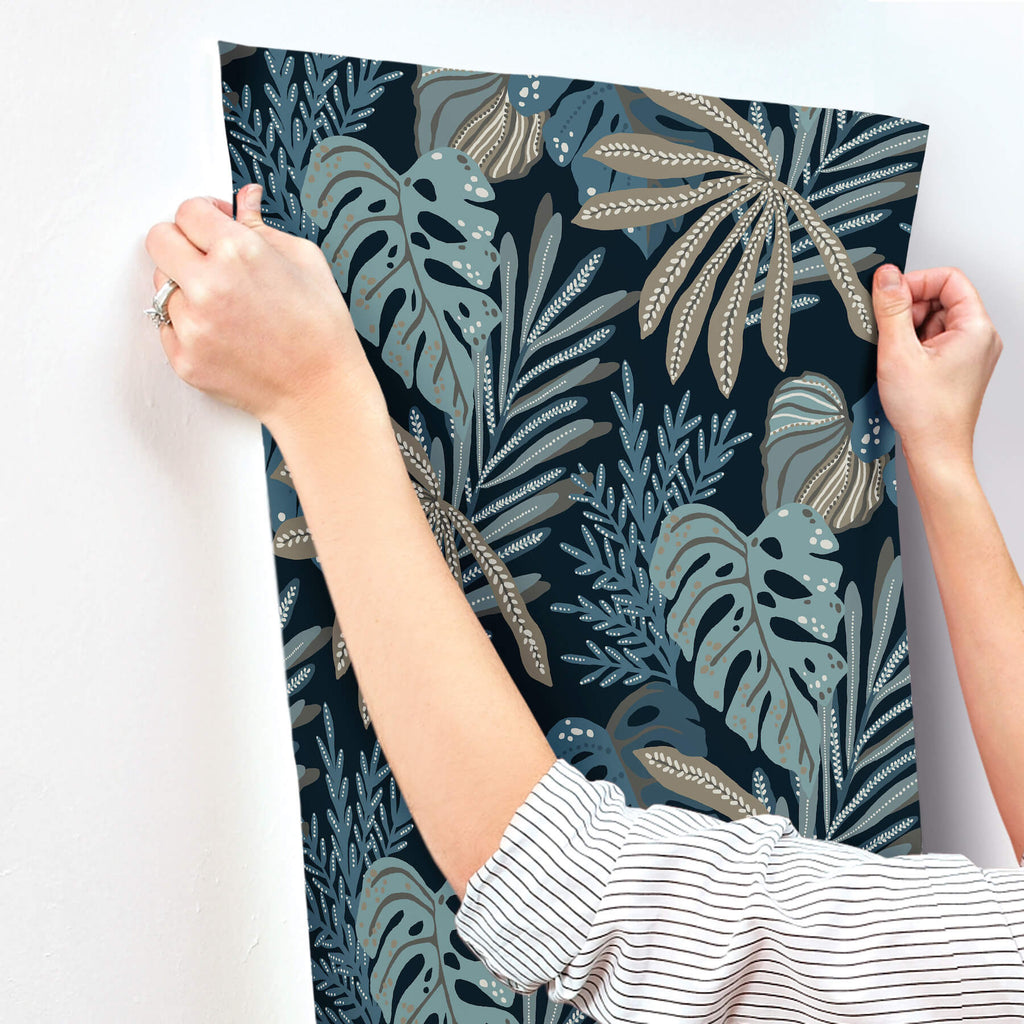 Alocasia, Blue
