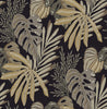 Alocasia, Neutral