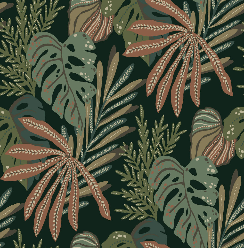 Alocasia, Multicolor