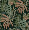 Alocasia, Multicolor