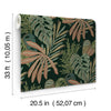 Alocasia, Multicolor