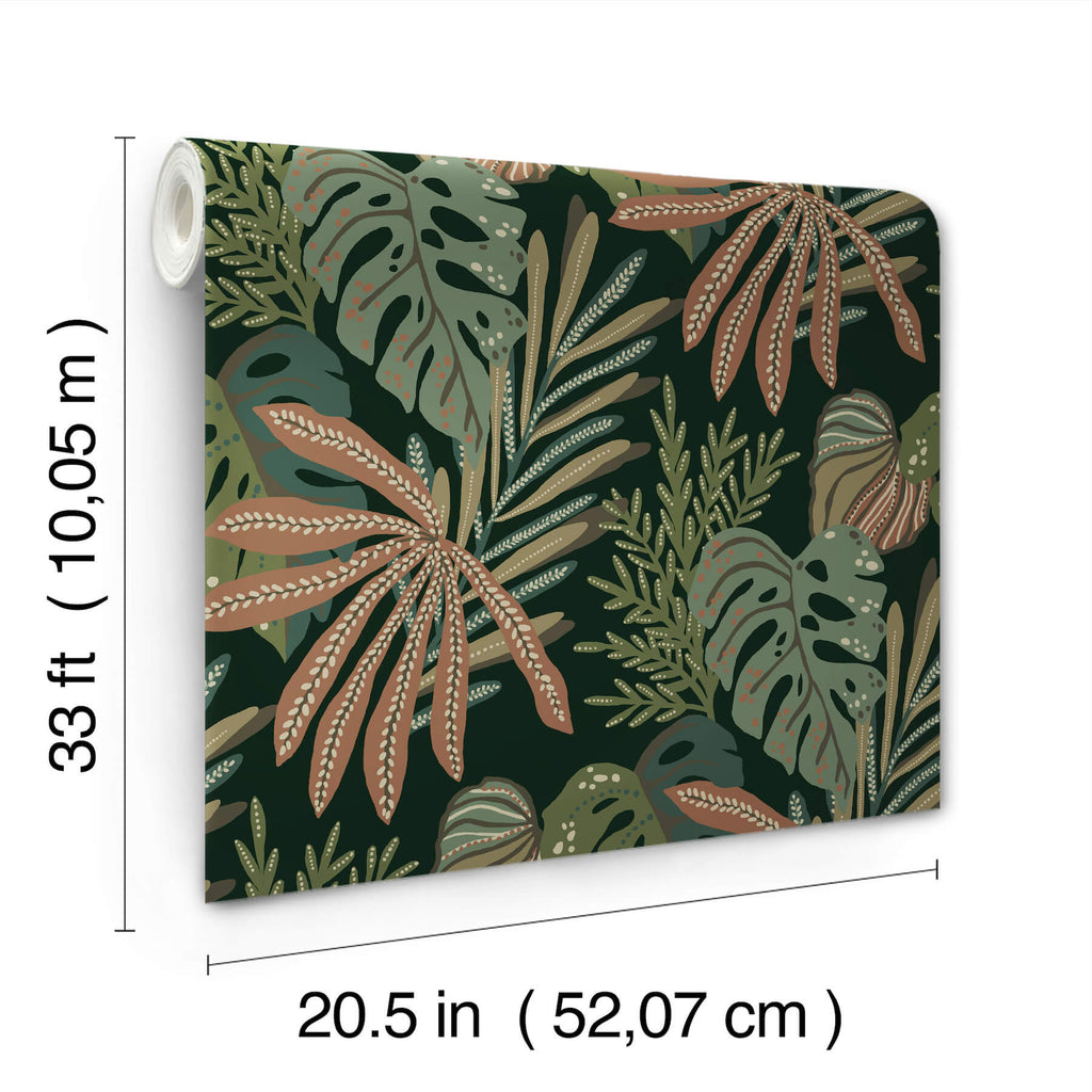 Alocasia, Multicolor