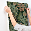 Alocasia, Multicolor
