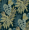 Alocasia, Green