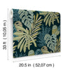 Alocasia, Green