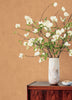 Nuovo, Apricot