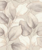 Evanthe, Grey