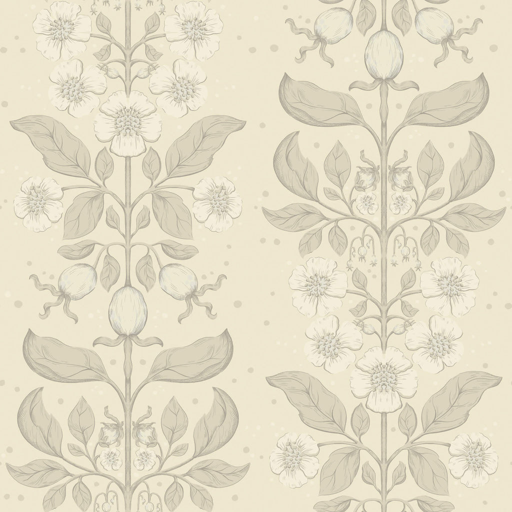 Rosa, Cream