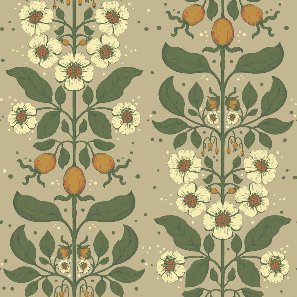 Rosa, Light Brown