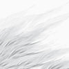 Tussock Grey