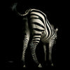 Ap Digital Black Wallcovering | AS Creation