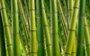 Xxlwallpaper 3 Green Wallcovering | AS Creation