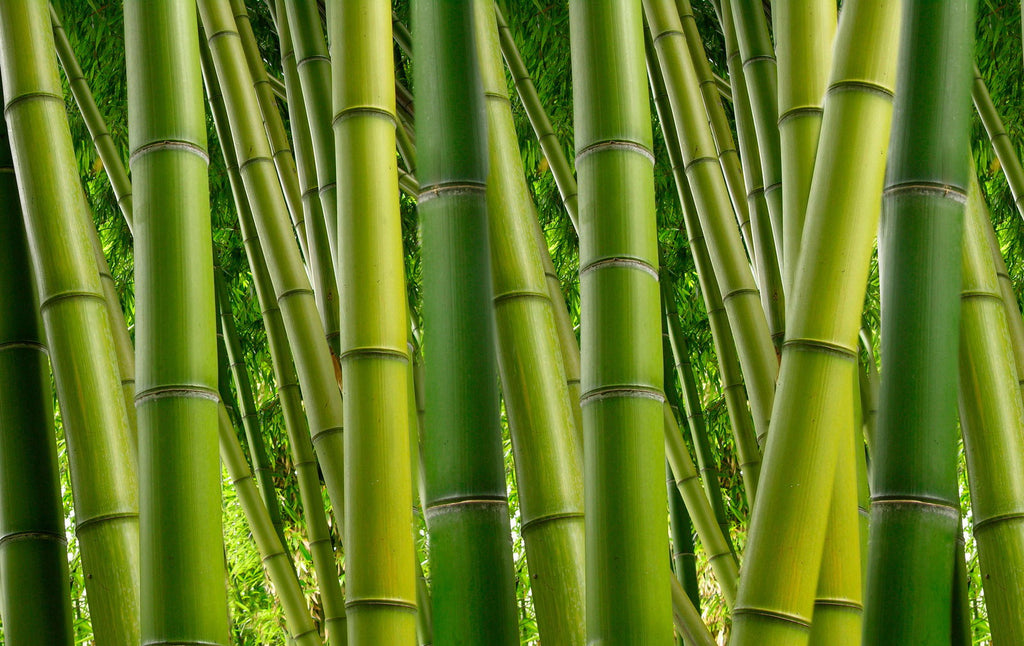 Xxlwallpaper 3 Green Wallcovering | AS Creation