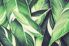 Xxl Unique Green Wallcovering | AS Creation