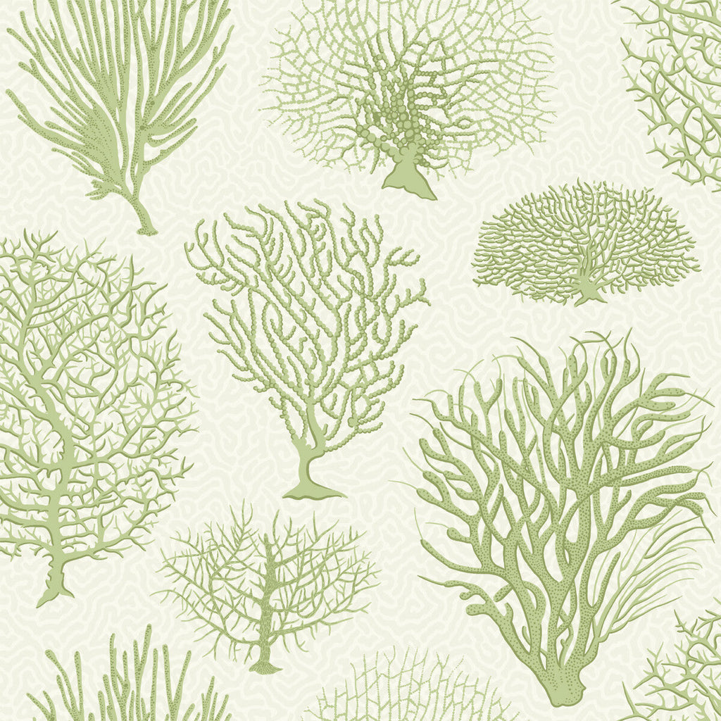 Seafern - Soft Green Celery By Cole & Son | Cole & Son Curio |  Wallcovering Print