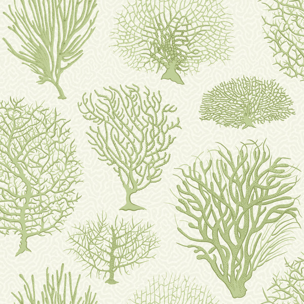 Seafern - Soft Green Celery By Cole & Son | Cole & Son Curio |  Wallcovering Print