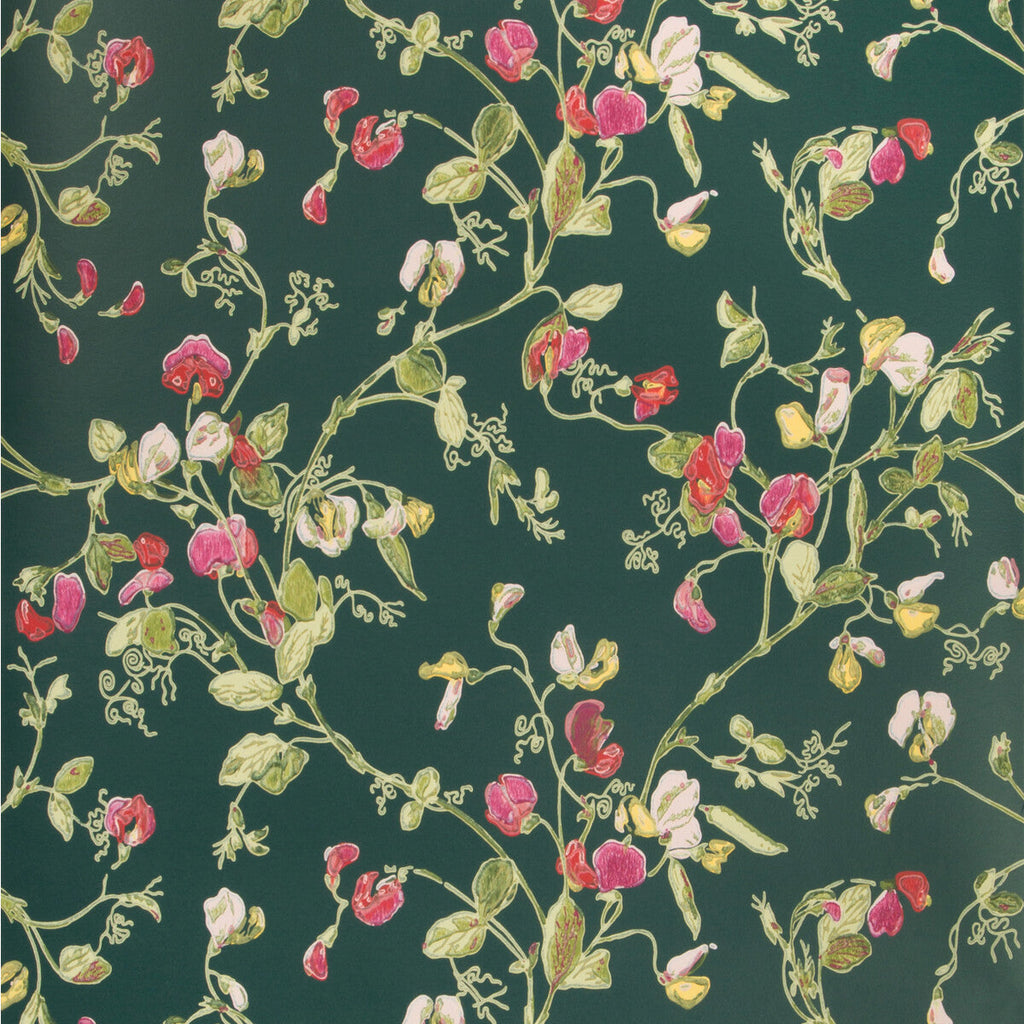 Sweet Pea - Cerise/Magen/Vrdn Multi By Cole & Son | Cole & Son Botanical Botanica |  Wallcovering Print