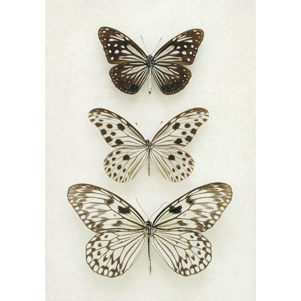 Butterflies Neutral Wall | Graham & Brown