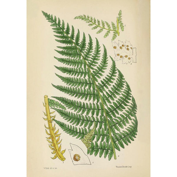 Brooks Fern Green Wall | Graham & Brown