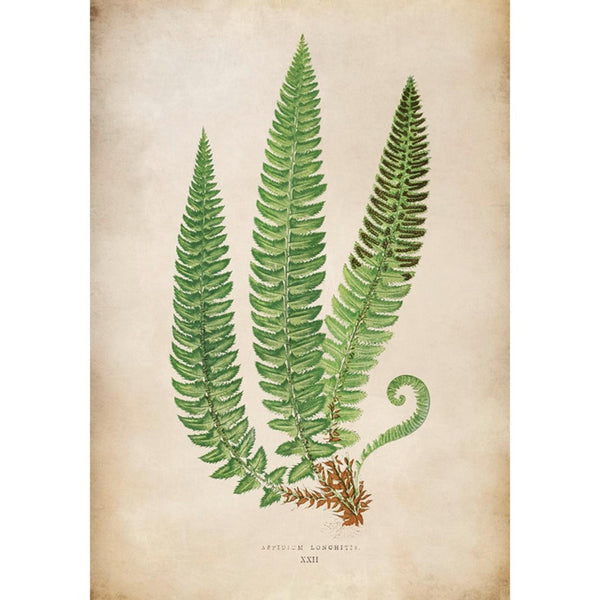 Lonchitis Xxii Green Wall | Graham & Brown