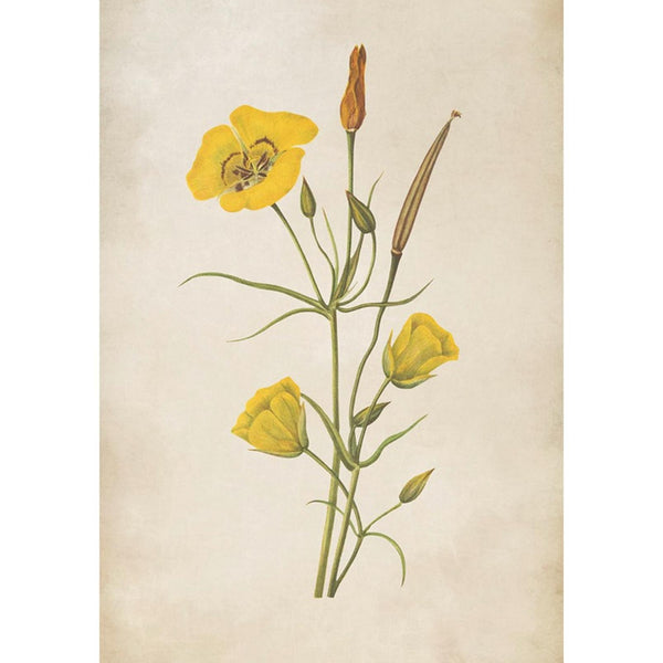 Wildflower Yellow Wall | Graham & Brown