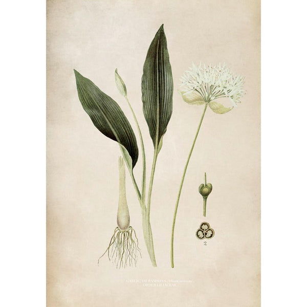 Ursinum Green Wall | Graham & Brown