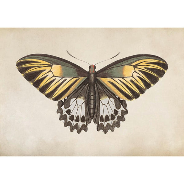 Wings Yellow Wall | Graham & Brown