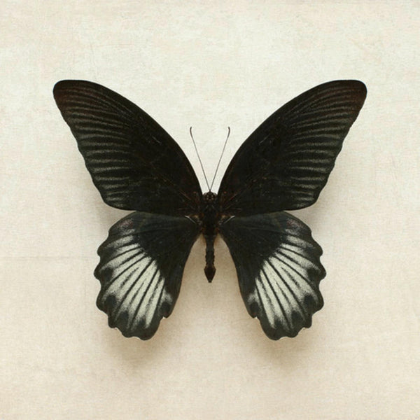Of a Butterfly Black Wall | Graham & Brown