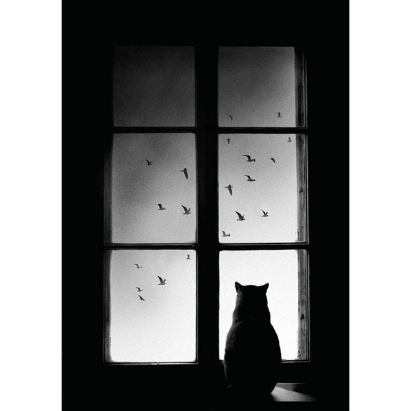 Whiskers Black and White Wall | Graham & Brown