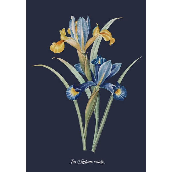 Iris Blue Wall | Graham & Brown